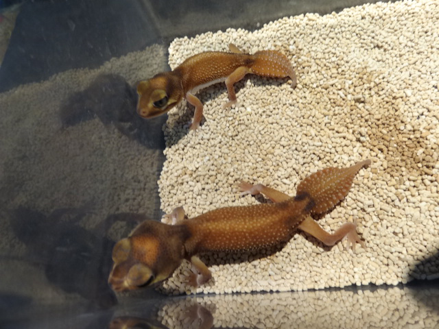 ピルバラナメハダタマオヤモリ(5)