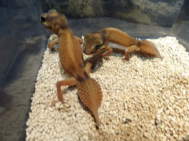 ピルバラナメハダタマオヤモリ(6)