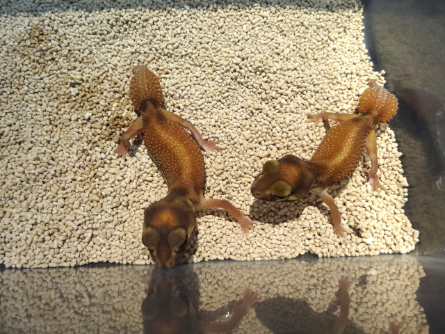 ピルバラナメハダタマオヤモリ(7)