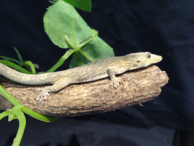 アグリコラクチサケヤモリ(3)