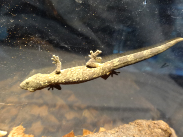 アグリコラクチサケヤモリ(4)