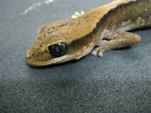 セスジイシヤモリ(3)