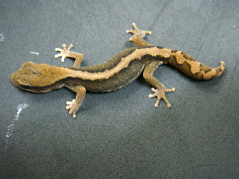 セスジイシヤモリ(2)