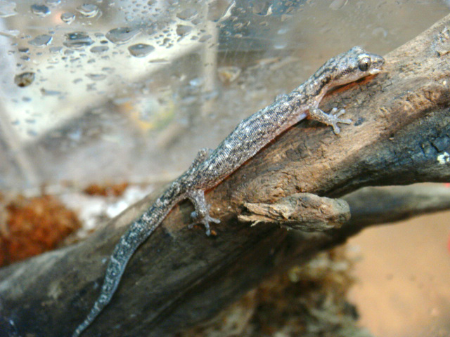 サラマンダーゲッコー(1)