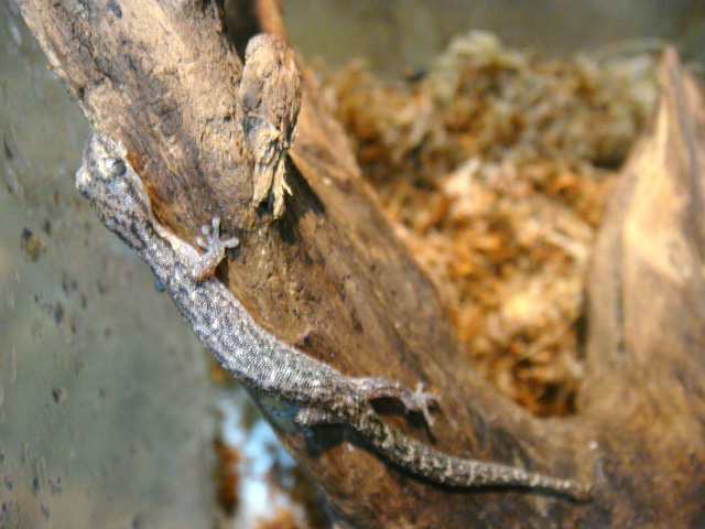 サラマンダーゲッコー(2)