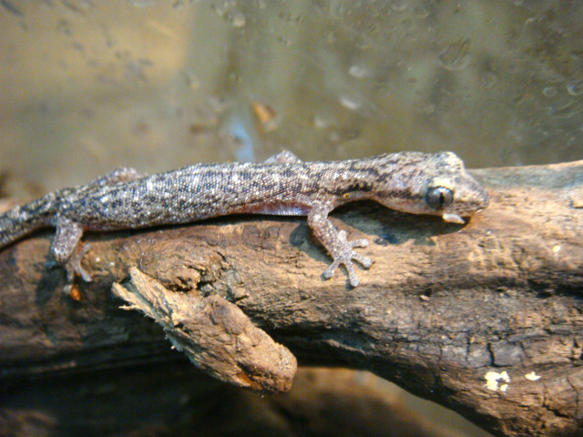 サラマンダーゲッコー(3)