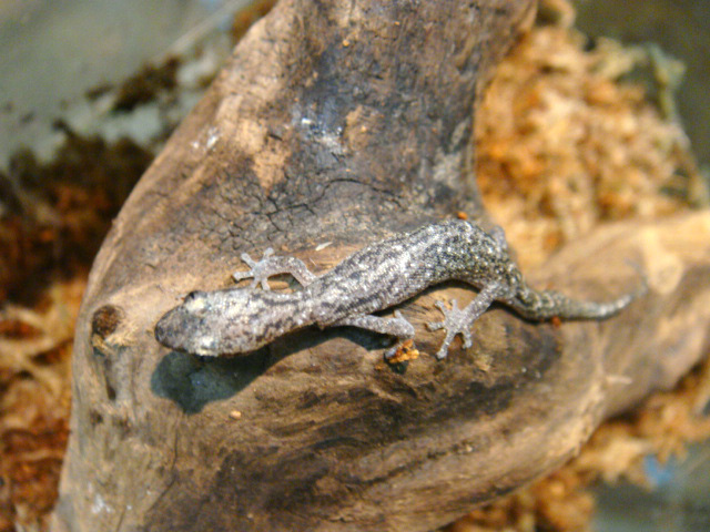 サラマンダーゲッコー(4)