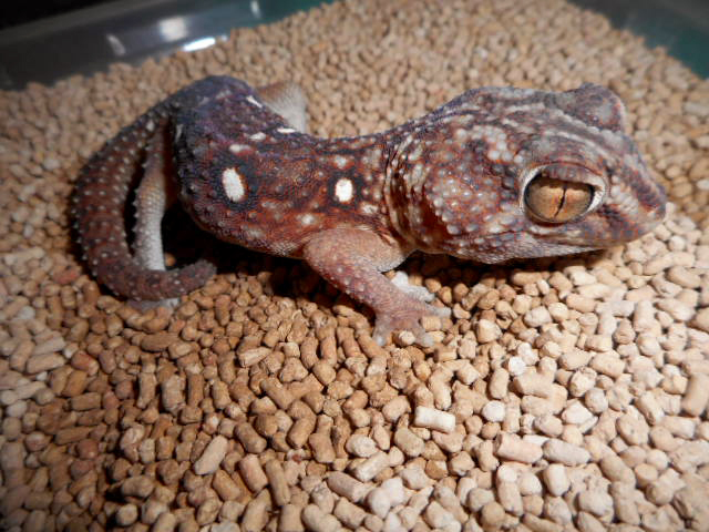 グローブヤモリ(1)