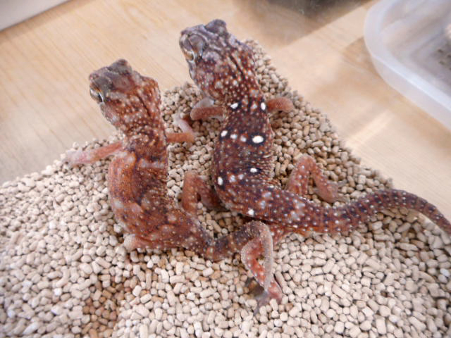 グローブヤモリ(2)