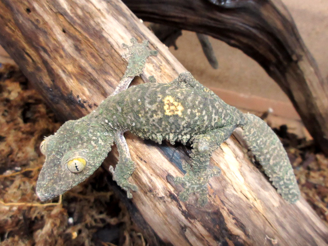 ヤマビタイヘラオヤモリ(12)