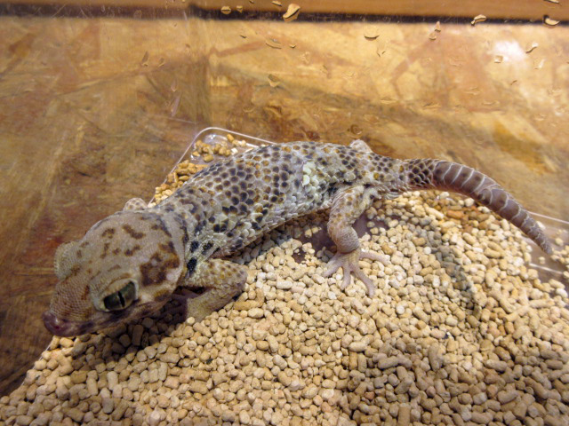 ロボロフスキースキンクヤモリ(3)