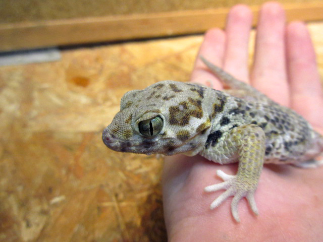 ロボロフスキースキンクヤモリ(4)