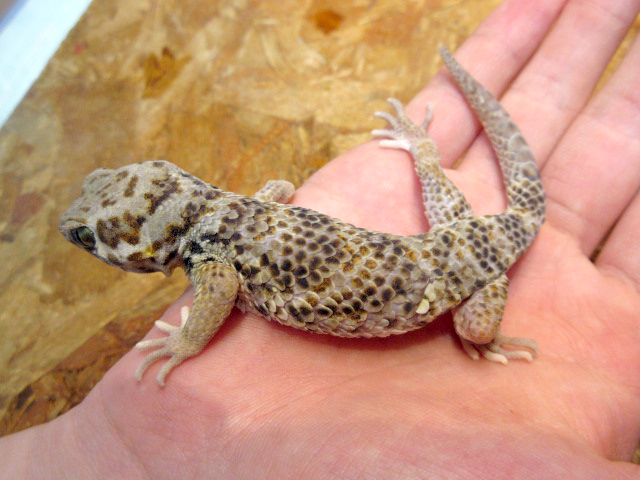 ロボロフスキースキンクヤモリ(5)