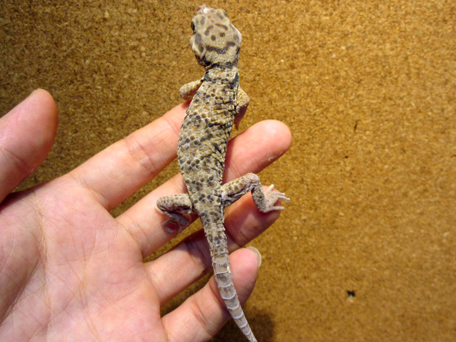ロボロフスキースキンクヤモリ(6)