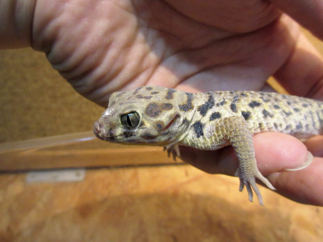 ロボロフスキースキンクヤモリ(7)