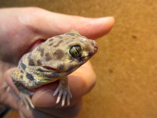 ロボロフスキースキンクヤモリ(8)