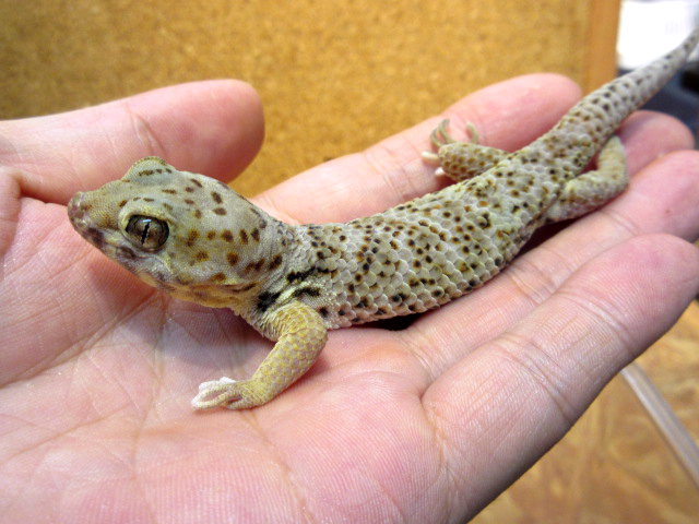 ロボロフスキースキンクヤモリ(9)