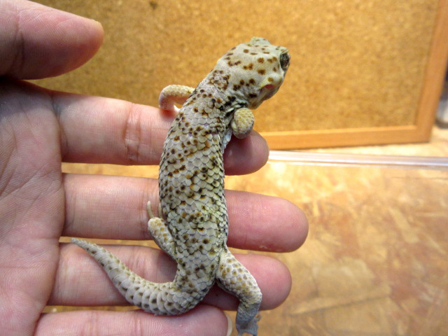 ロボロフスキースキンクヤモリ(11)