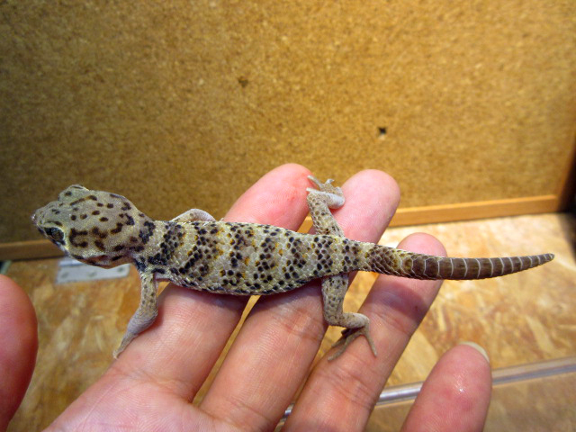 ロボロフスキースキンクヤモリ(12)