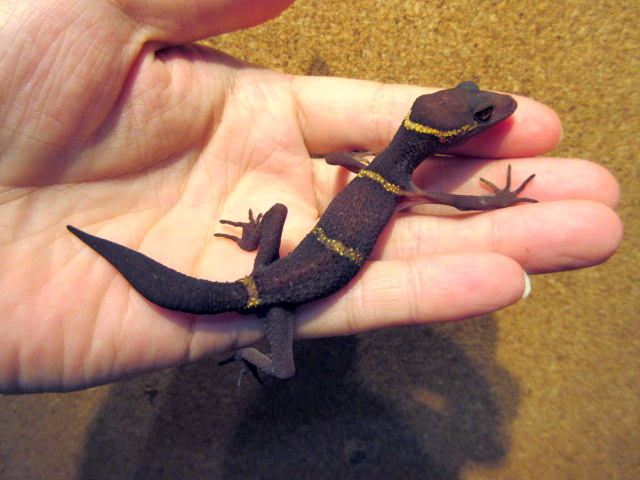 ハイナントカゲモドキ(1)