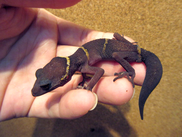 ハイナントカゲモドキ(2)