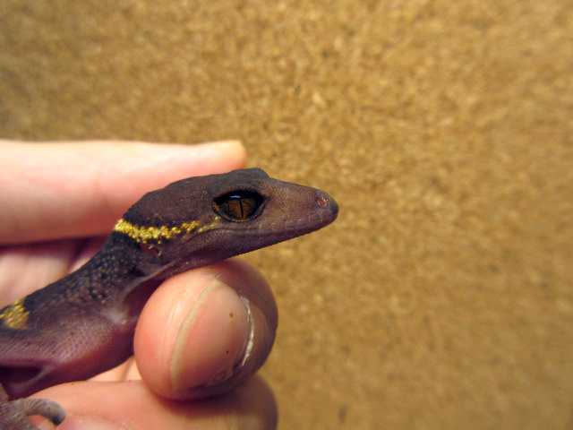 ハイナントカゲモドキ(3)