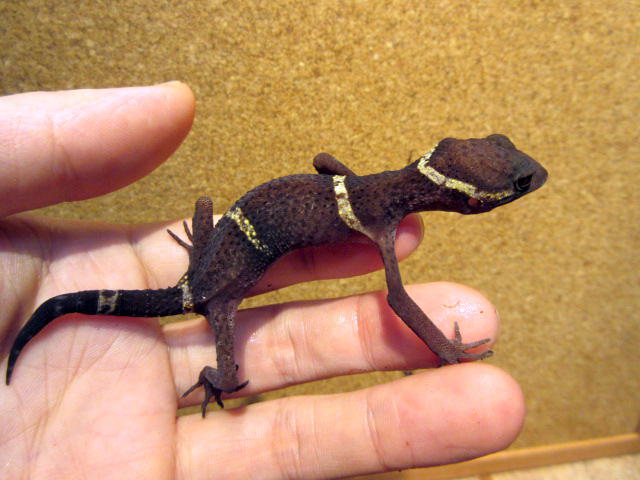 ハイナントカゲモドキ(4)