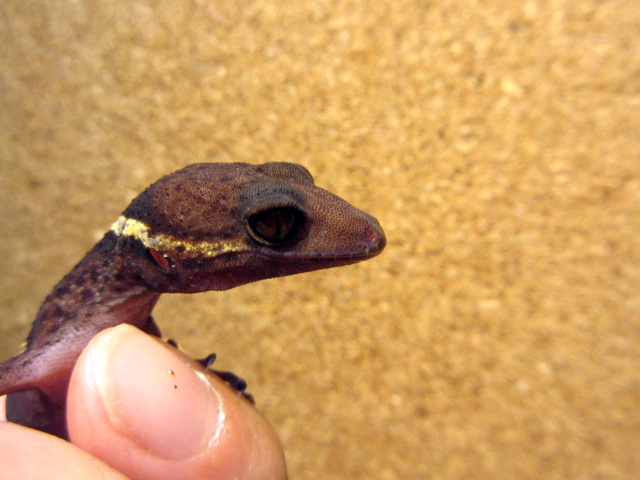 ハイナントカゲモドキ(5)