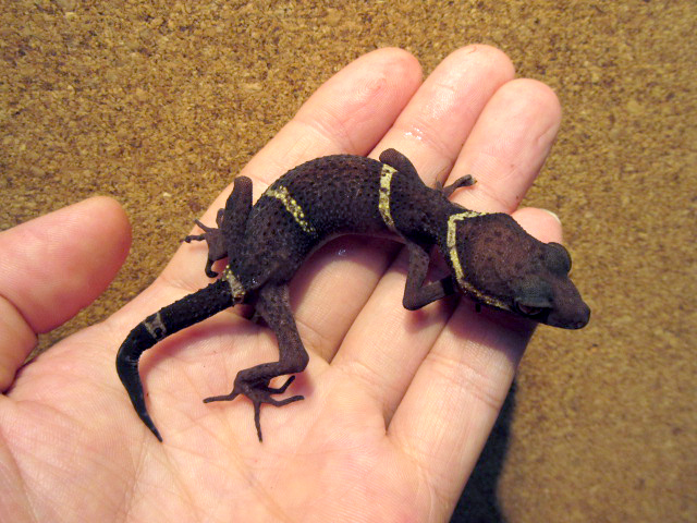 ハイナントカゲモドキ(6)