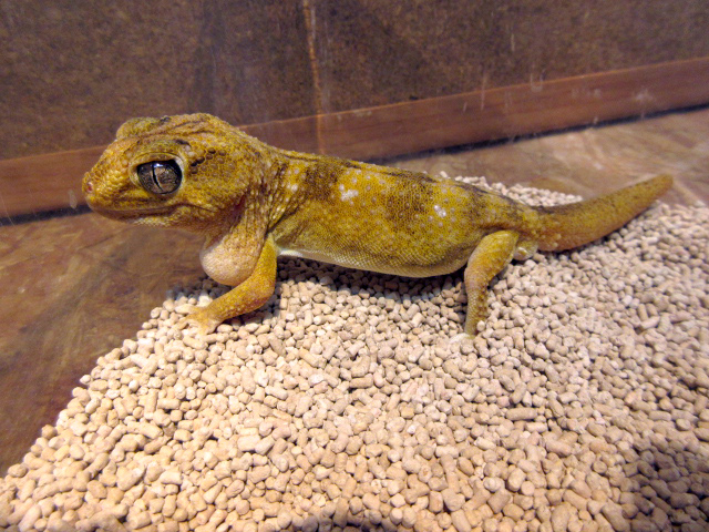 ナミブグローブヤモリ(5)