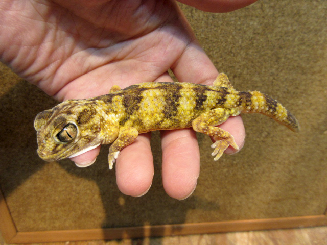 ナミブグローブヤモリ(7)