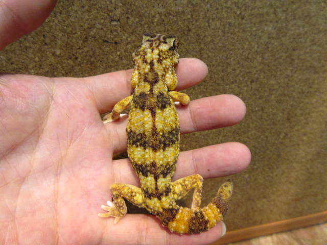 ナミブグローブヤモリ(8)