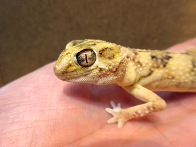 ナミブグローブヤモリ(12)