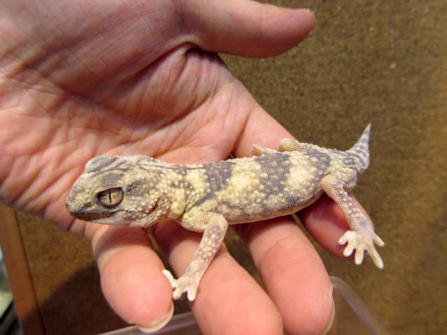 ナミブグローブヤモリ(9)