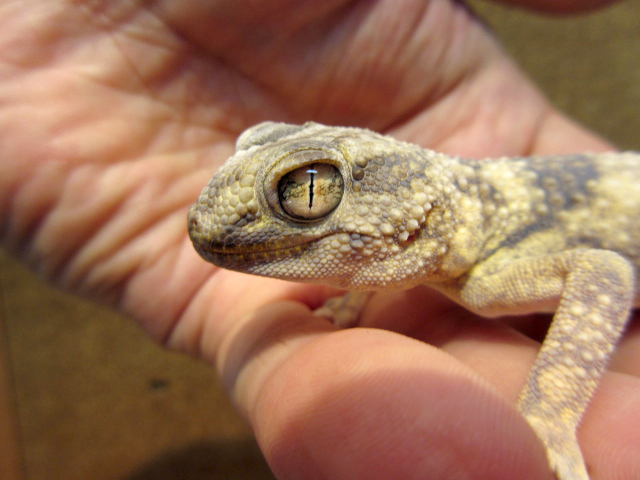 ナミブグローブヤモリ(10)