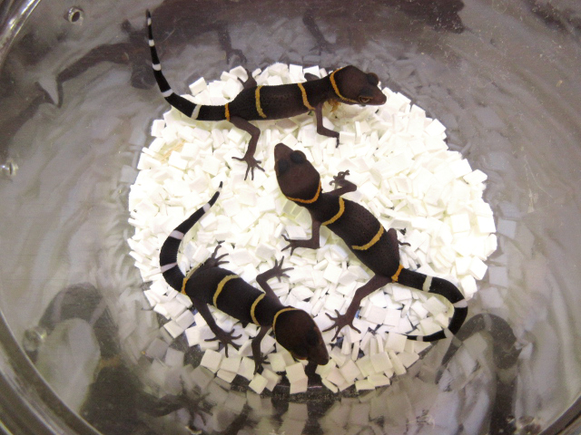 ハイナントカゲモドキ(7)