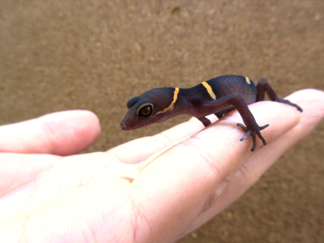 ハイナントカゲモドキ(8)