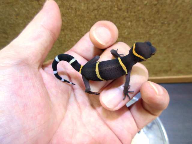 ハイナントカゲモドキ(9)