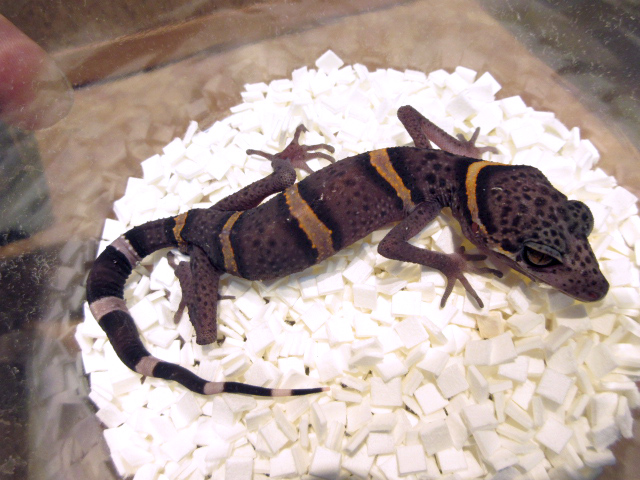 ゴマバラトカゲモドキ(11)