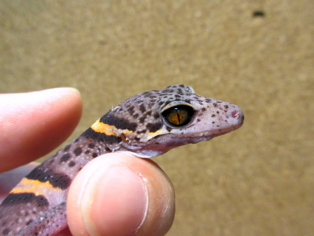 ゴマバラトカゲモドキ(12)