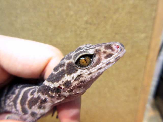 ゴマバラトカゲモドキ(5)