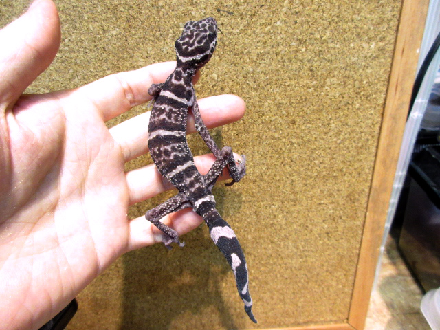 ゴマバラトカゲモドキ(6)