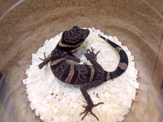 ゴマバラトカゲモドキ(7)