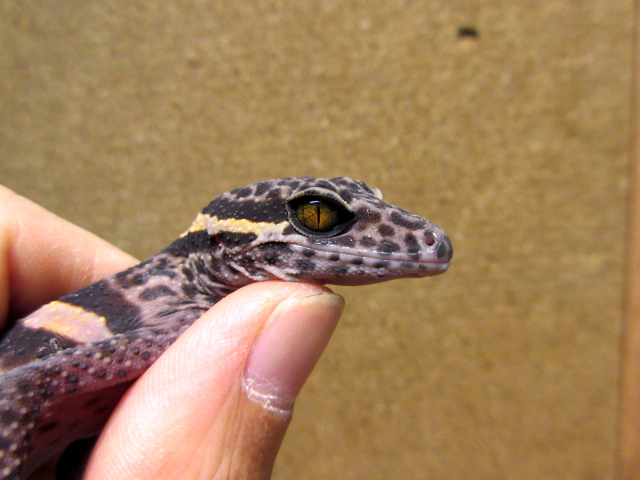 ゴマバラトカゲモドキ(8)