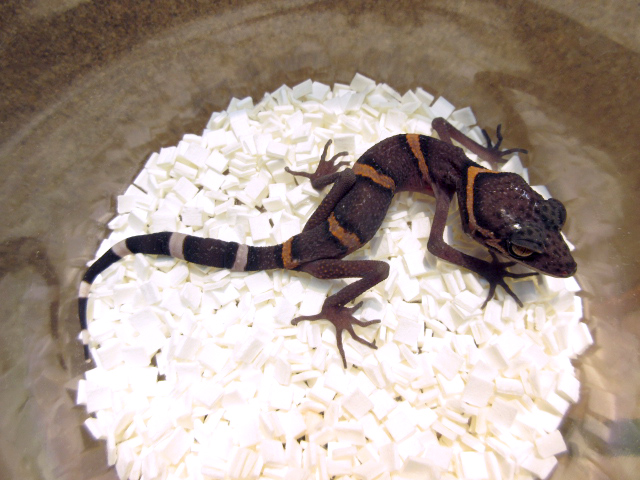 ゴマバラトカゲモドキ(9)