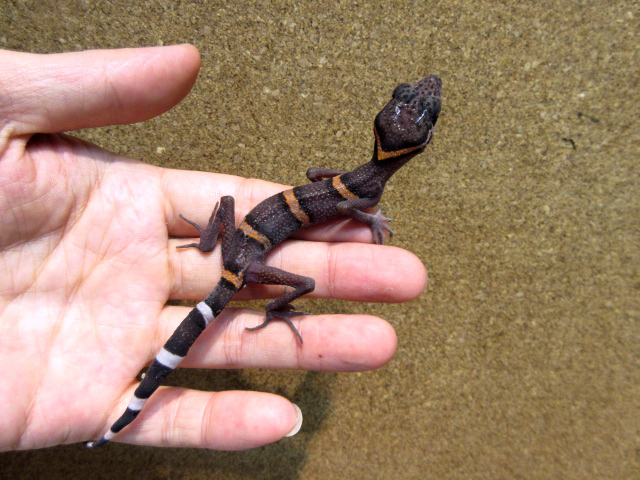 ゴマバラトカゲモドキ(10)