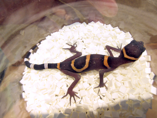 ゴマバラトカゲモドキ(3)