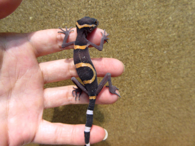 ゴマバラトカゲモドキ(4)