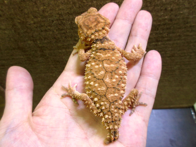 オニタマオヤモリ(10)