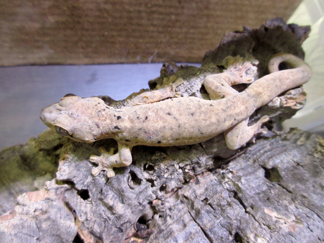 セントマーチンカブラオヤモリ